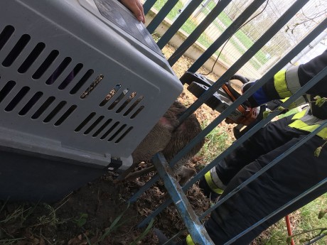 Megmentették a beszorult őzet a fehérvári tűzoltók hétfőn a Bakony utcában